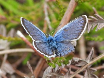 Close-up of butterfly on flower