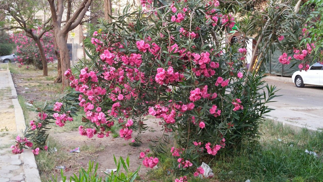 flower, nature, pink color, growth, beauty in nature, park - man made space, freshness, fragility, plant, day, outdoors, no people, tree, flower head, rhododendron