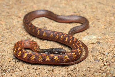 Close-up of snake