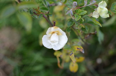 Close-up of white flowers growing outdoors