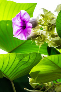 Close-up of purple flowering plant