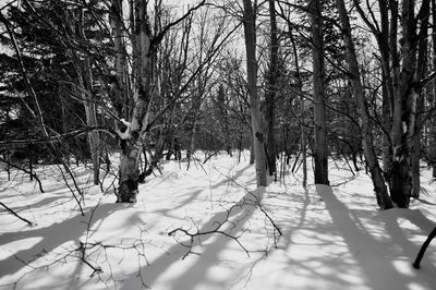 Trees on snow covered landscape