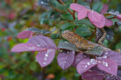 Close-up of raindrops on pink leaves