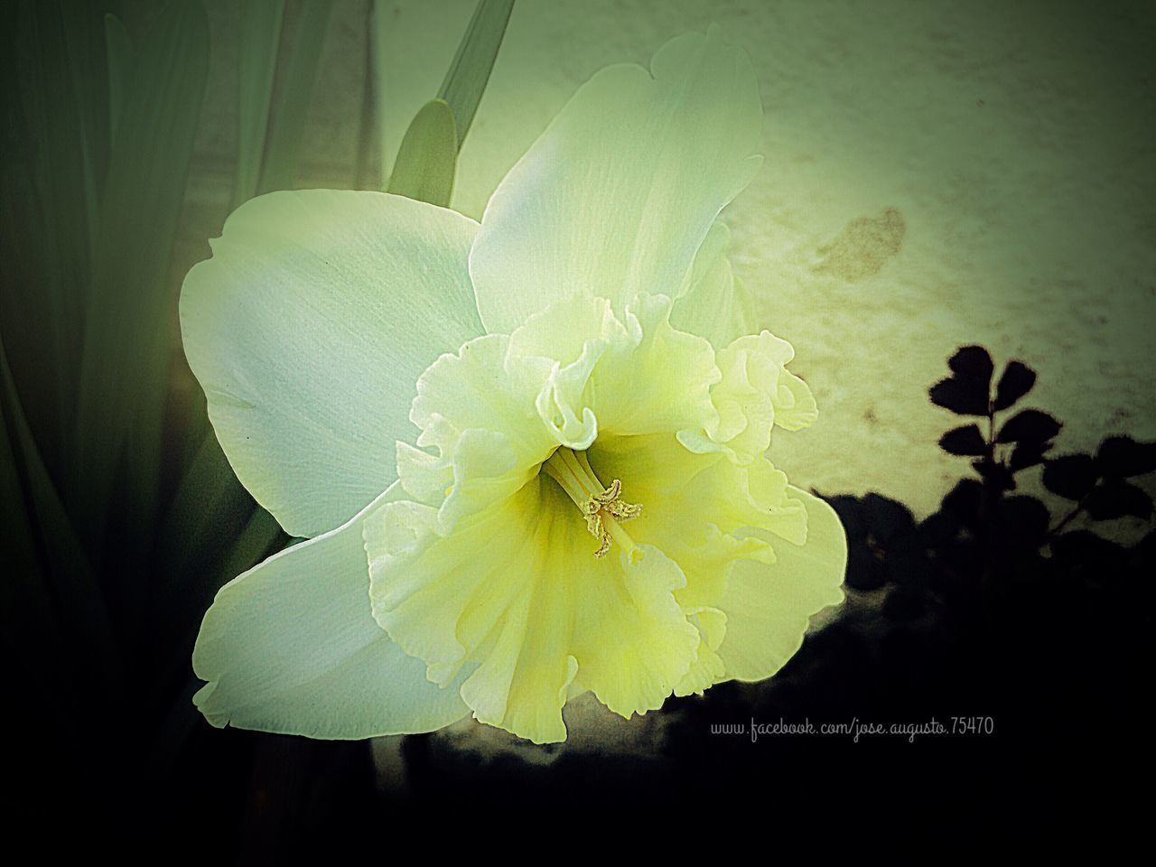 CLOSE-UP OF FRESH WHITE ROSE FLOWER IN BLOOM