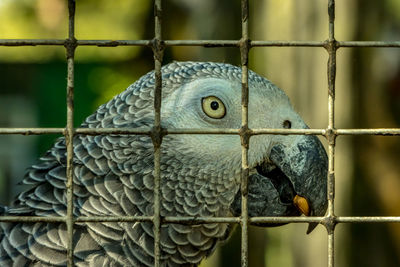 Colorful parrot