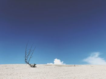 View of a branch against clear blue sky