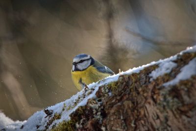 Close-up of bird perching on snow