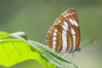 Close-up of plant against blurred background