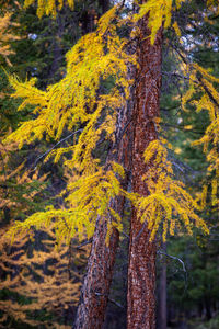 Pine trees in forest during autumn