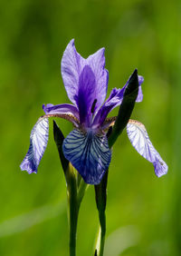 Close-up of purple iris blooming outdoors