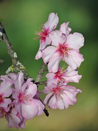 Close-up of pink cherry blossoms