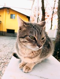 Close-up of cat relaxing outdoors