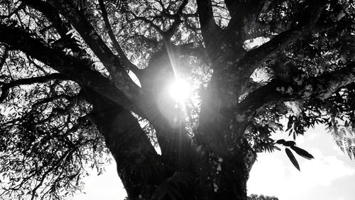 Low angle view of trees against sky