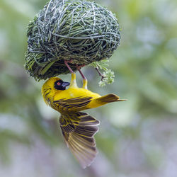 Close-up of bird on nest
