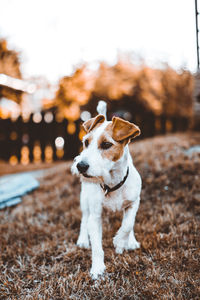 Dog looking away on field