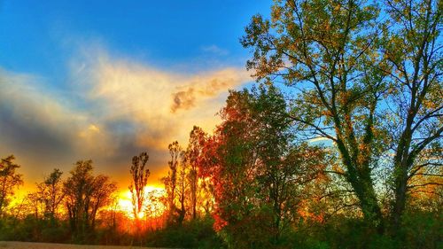 Sun shining through trees