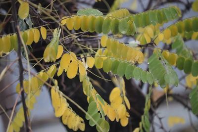 Close-up of yellow leaves on plant