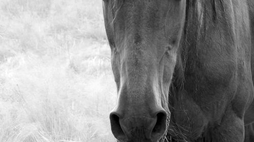 Close-up of a horse on the field