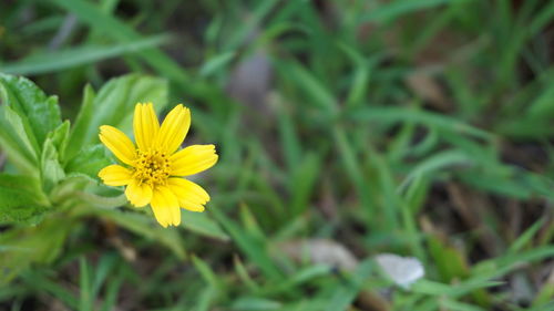 Close-up of yellow cosmos flower blooming on field