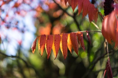 Close-up of autumn leaves on tree