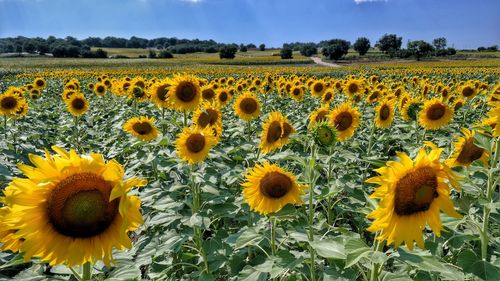 Sunflowers growing in field