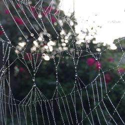 Close-up of spider on web