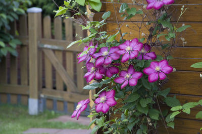 Close-up of flowers blooming outdoors