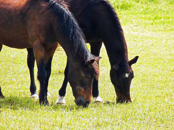 View of horses grazing in field