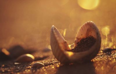 Close-up of crab on sand at beach