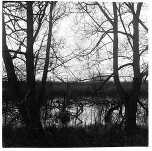 Trees in forest against sky