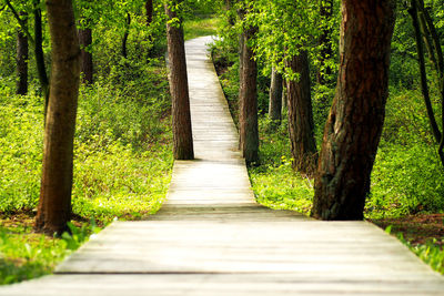 Footpath leading to wooden walkway