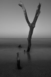 Driftwood on beach against clear sky