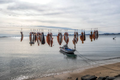 Fresh fish drying by the sea air in sinan county, south korea