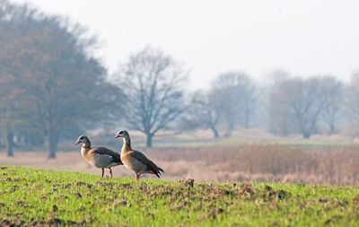 Ducks on a field