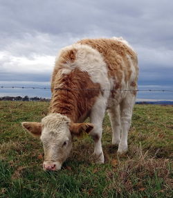 Full length of cow on grass  against sky