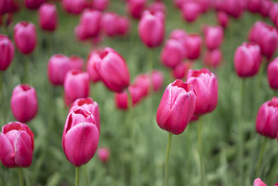 Close-up of pink tulips blooming in field