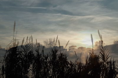 Plants growing on landscape against sky