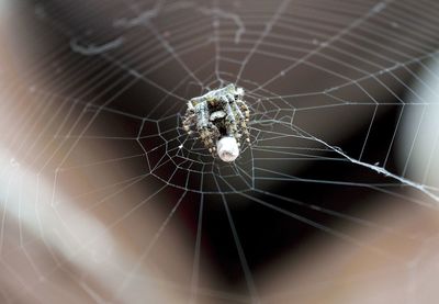 Close-up of spider on web