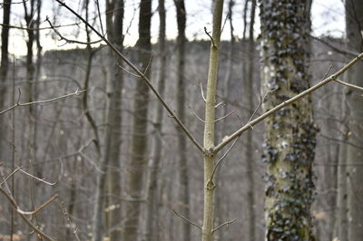 Close-up of bare tree during winter