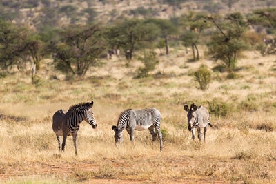 Zebras walking on zebra crossing