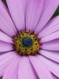 Close-up of purple flower