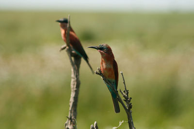 Bee-eaters perching on twigs