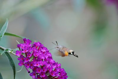 Close-up of bee pollinating on purple flower