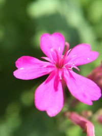 Close-up of pink flower