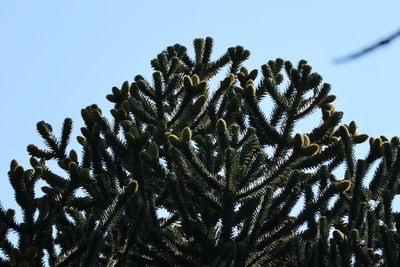 Low angle view of tree against clear blue sky