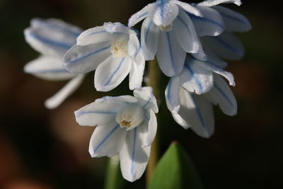 Close-up of white flowering plant