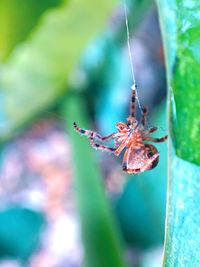 Close-up of insect on plant