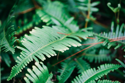 Close-up of fern leaves