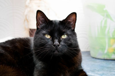 Close-up portrait of a cat