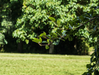 Close-up of fresh green leaves on field